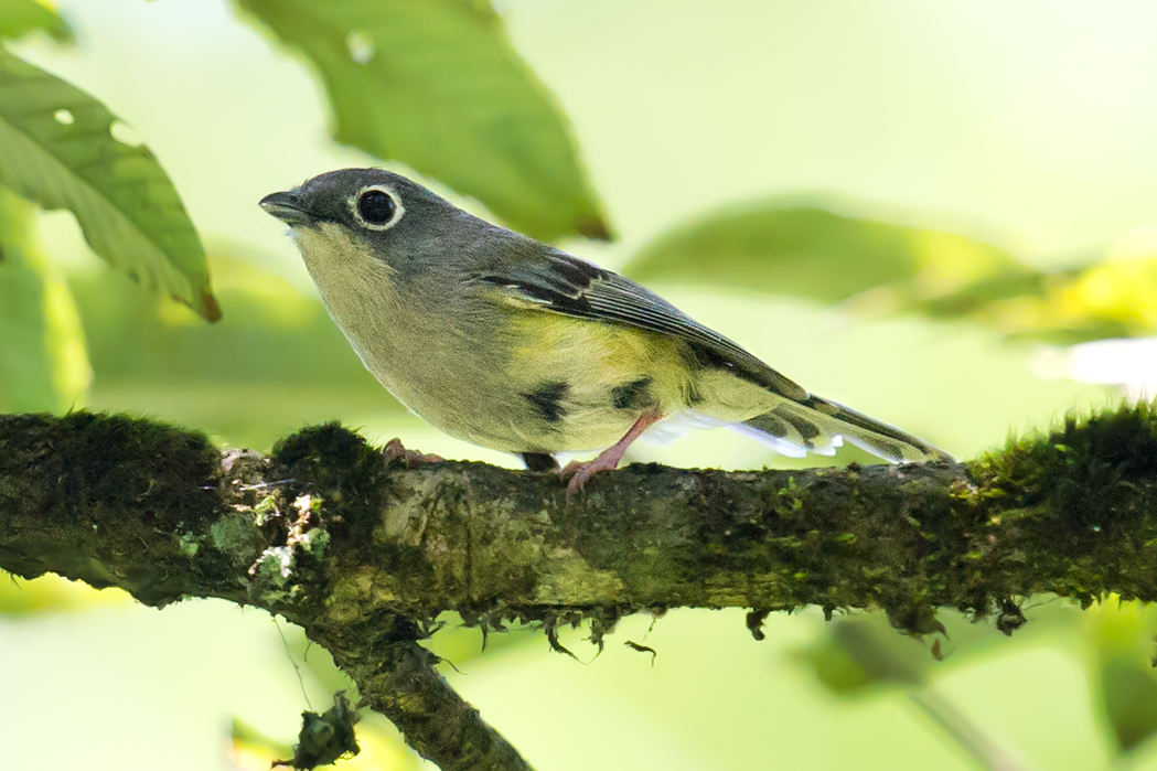 Green Shrike-babbler