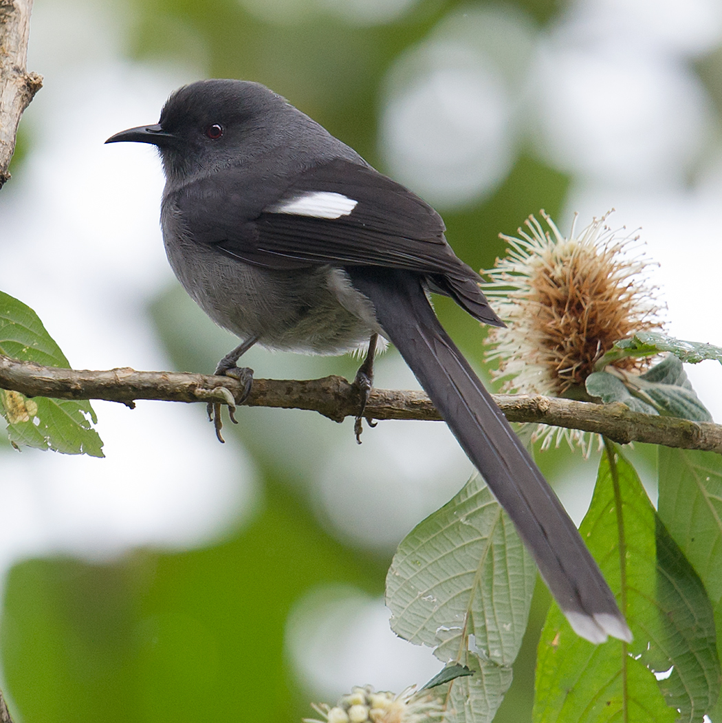 Long-tailed Sibia