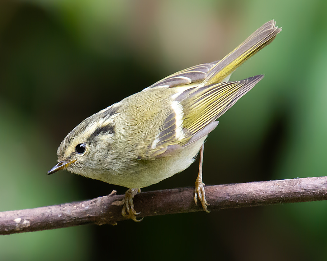 Sichuan Leaf Warbler