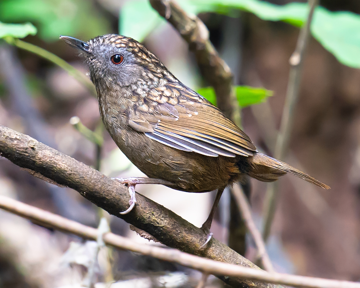 Streaked Wren-Babbler