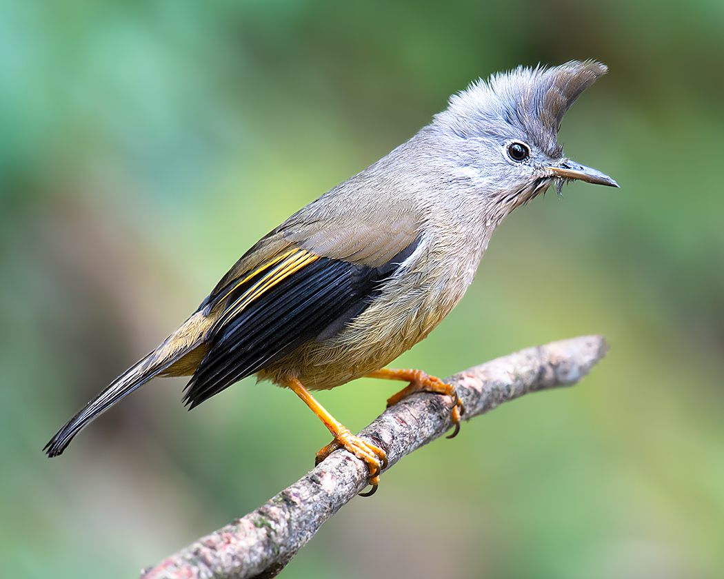 Stripe-throated Yuhina