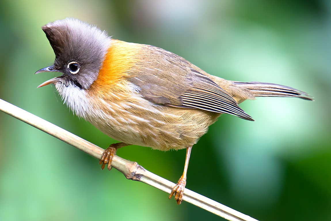 Whiskered Yuhina