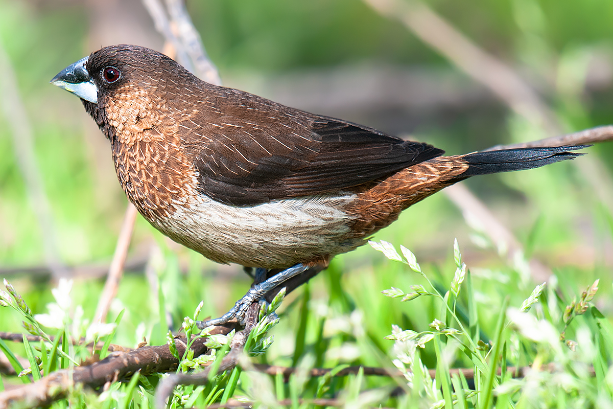 White-rumped Munia