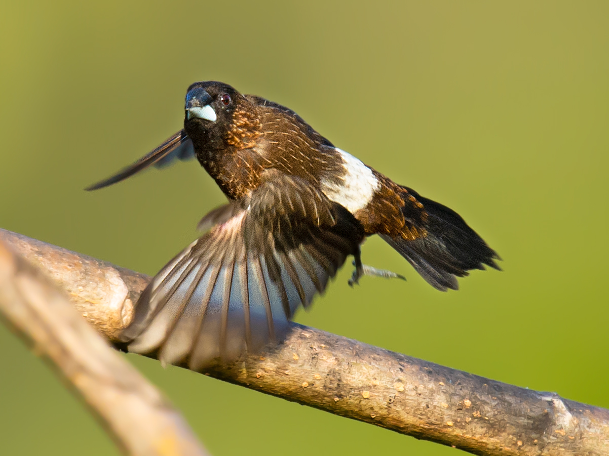 White-rumped Munia