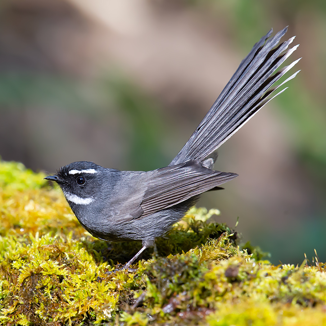 White-throated Fantail