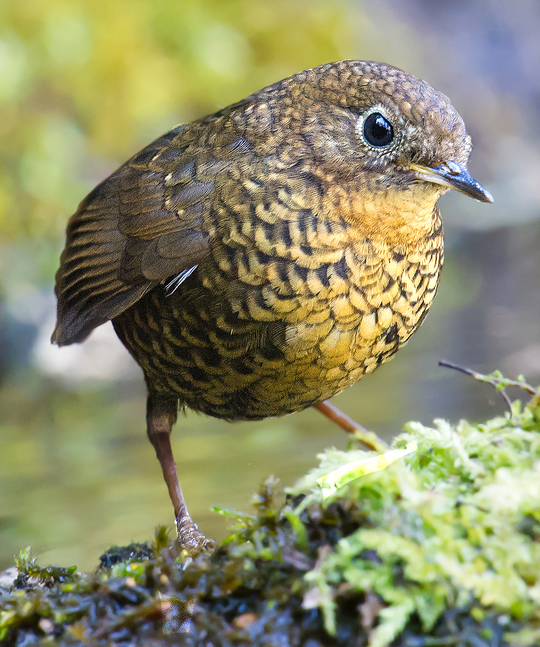 Pygmy Cupwing