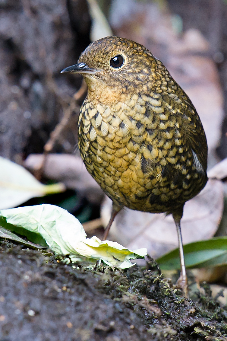 Pygmy Cupwing