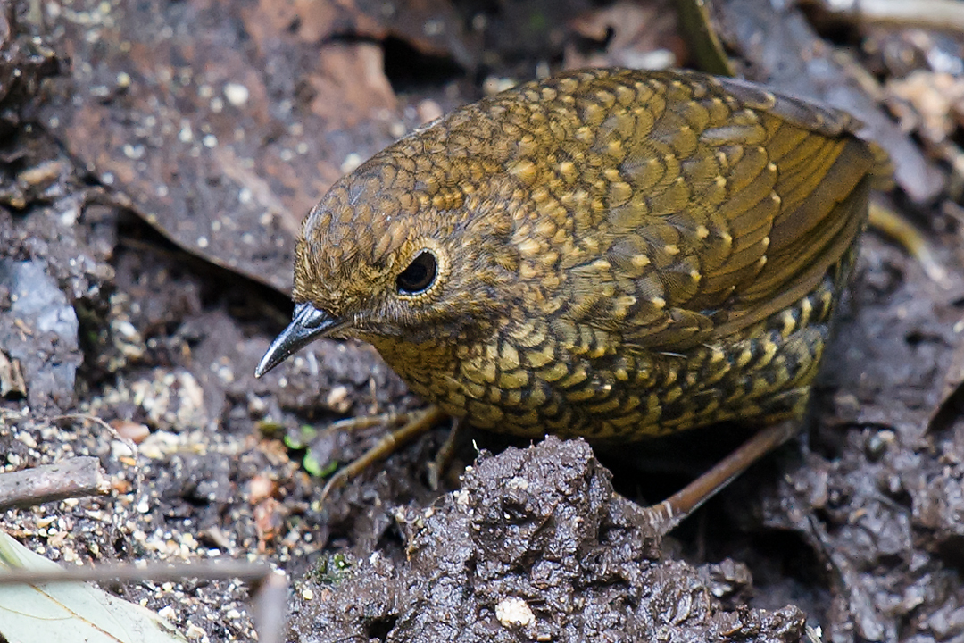 Pygmy Cupwing