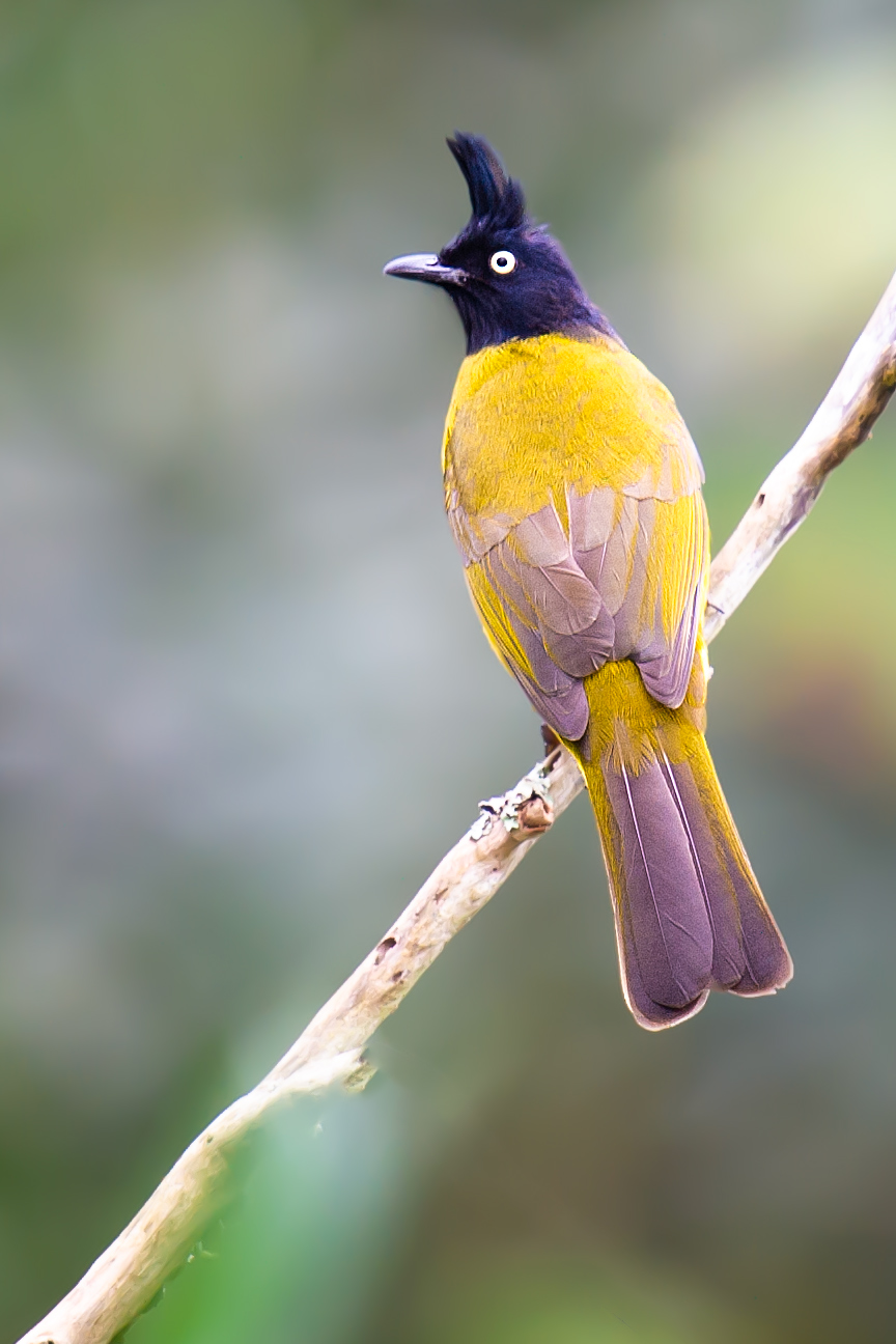 Black-crested Bulbul