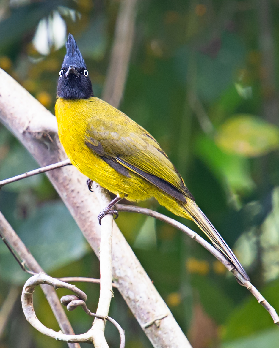 Black-crested Bulbul