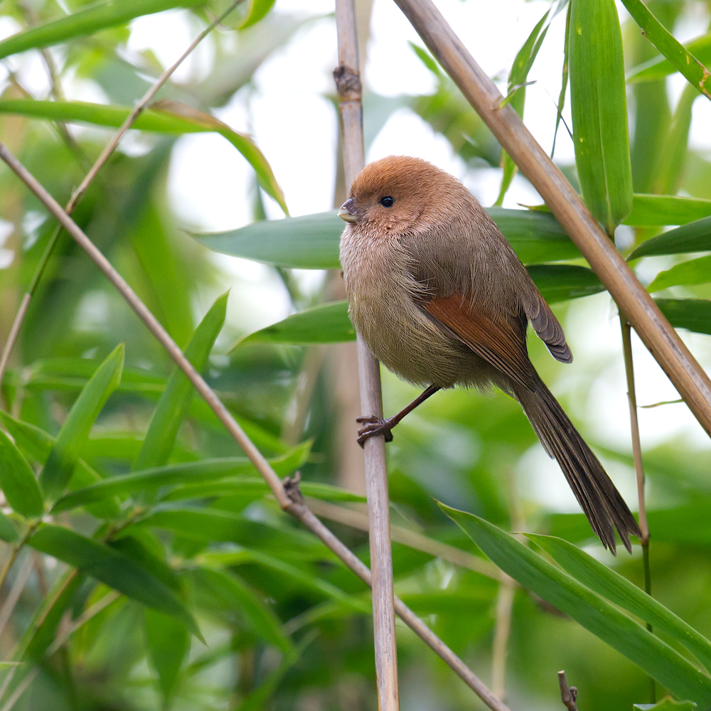 Vinous-throated Parrotbill