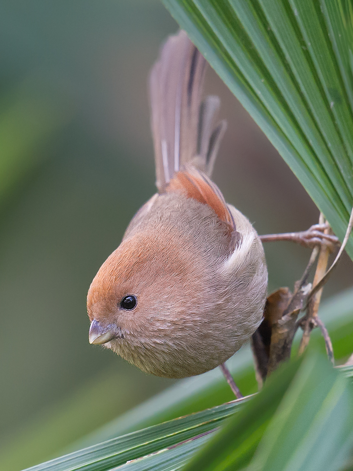 Vinous-throated Parrotbill