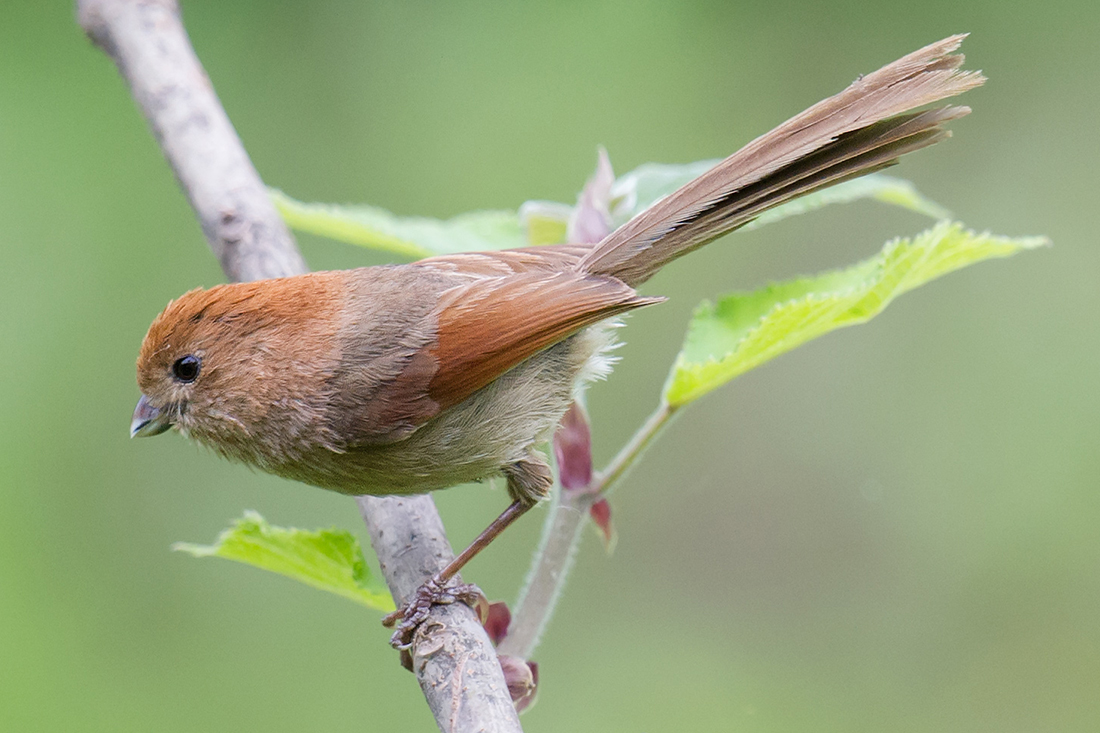 Vinous-throated Parrotbill