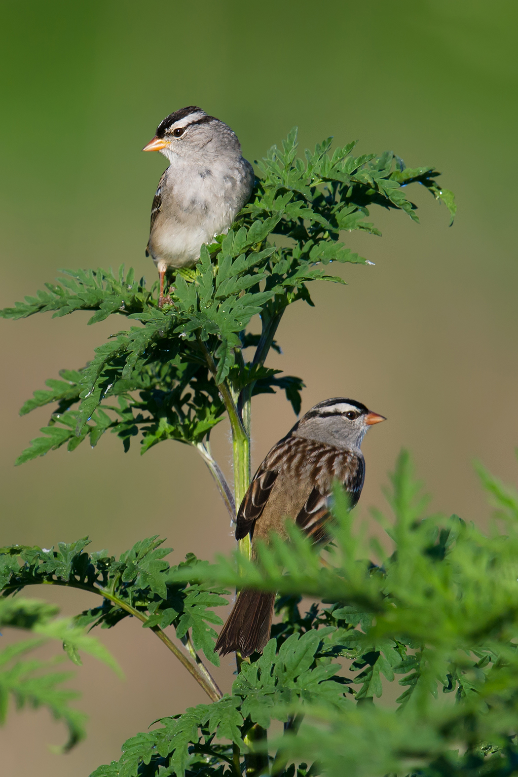 White-crowned Sparrow