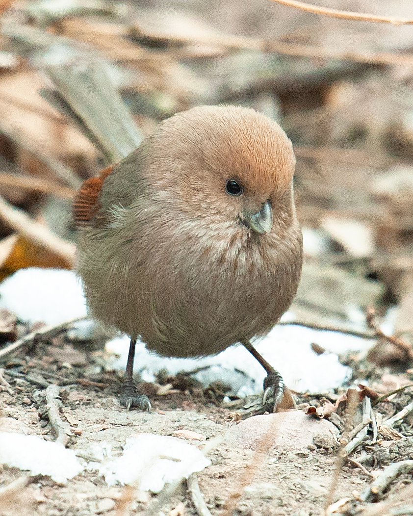 Vinous-throated Parrotbill