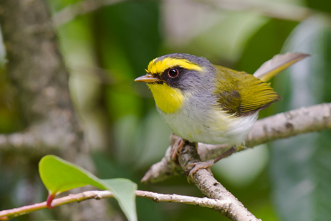 Black-faced Warbler