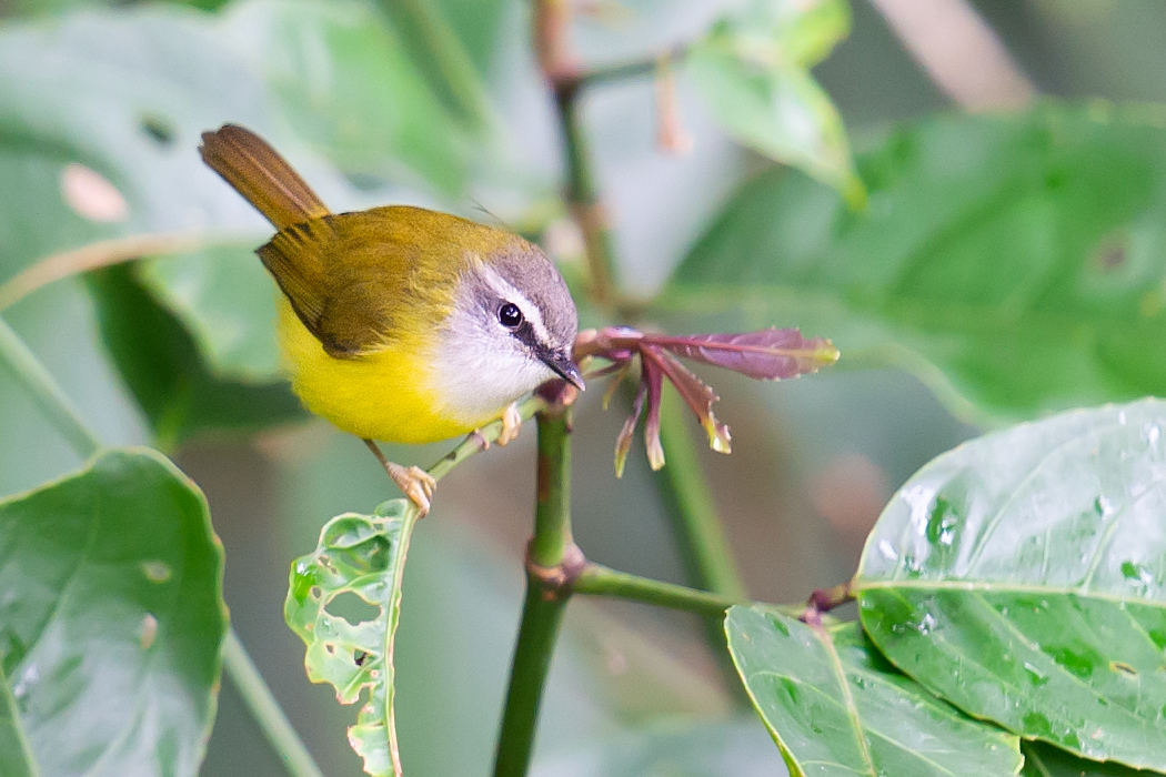 Yellow-bellied Warbler