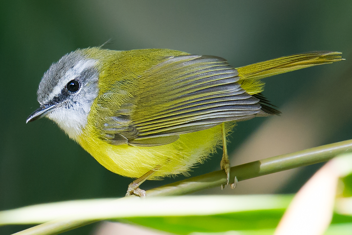 Yellow-bellied Warbler
