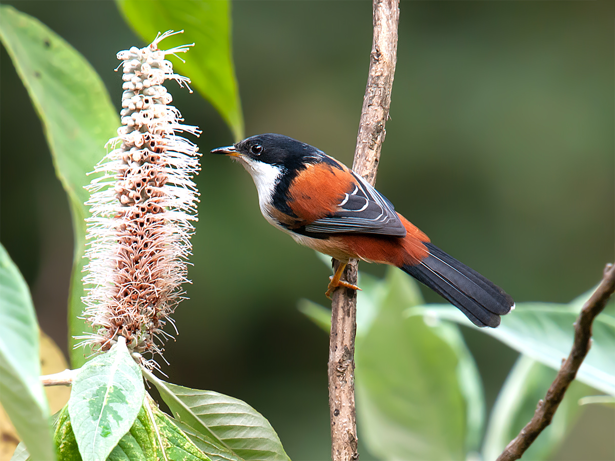 Rufous-backed Sibia