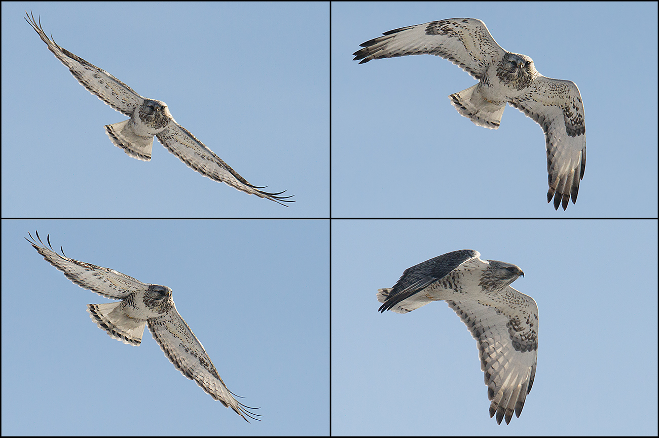 Rough-legged Buzzard