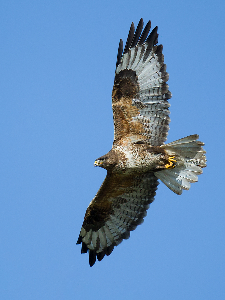 Upland Buzzard