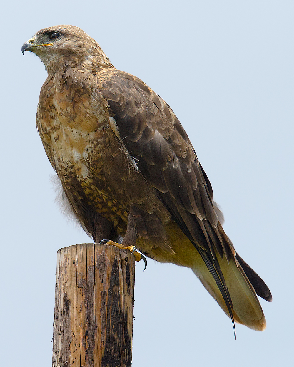 Upland Buzzard