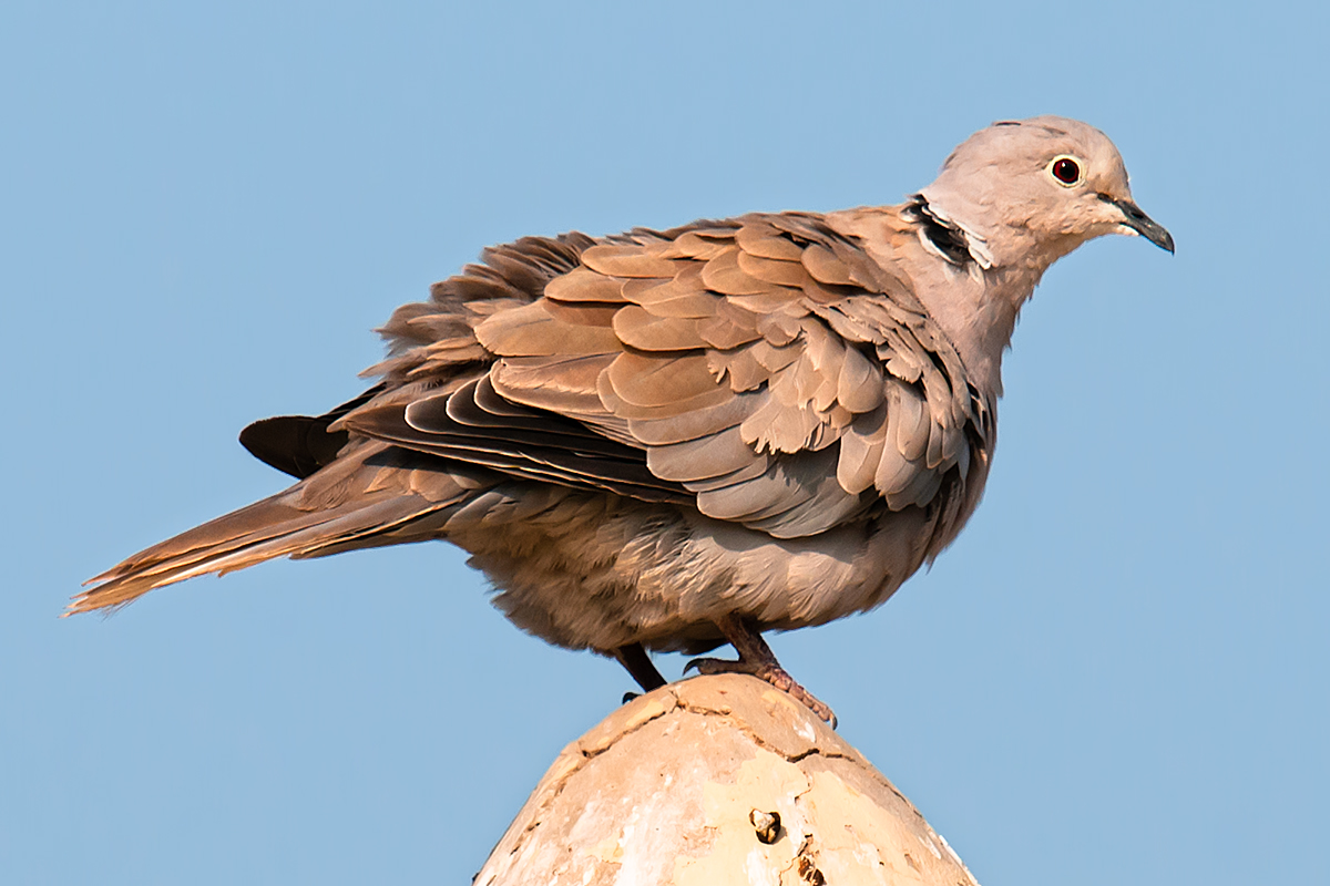 Eurasian Collared Dove