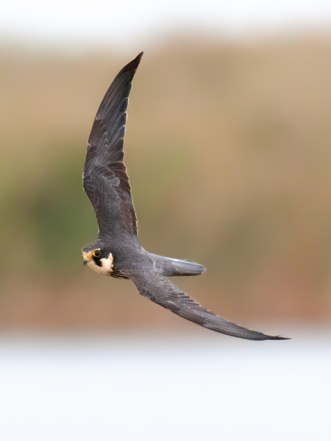 Eurasian Hobby