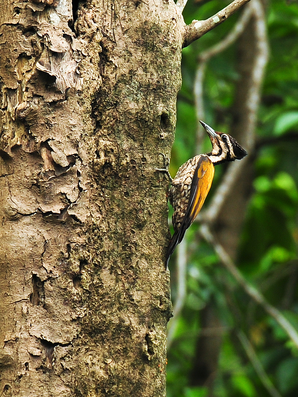 Common Flameback