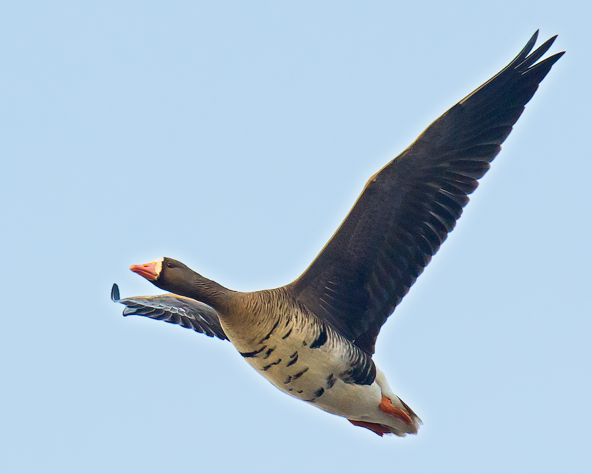 Greater White-fronted Goose