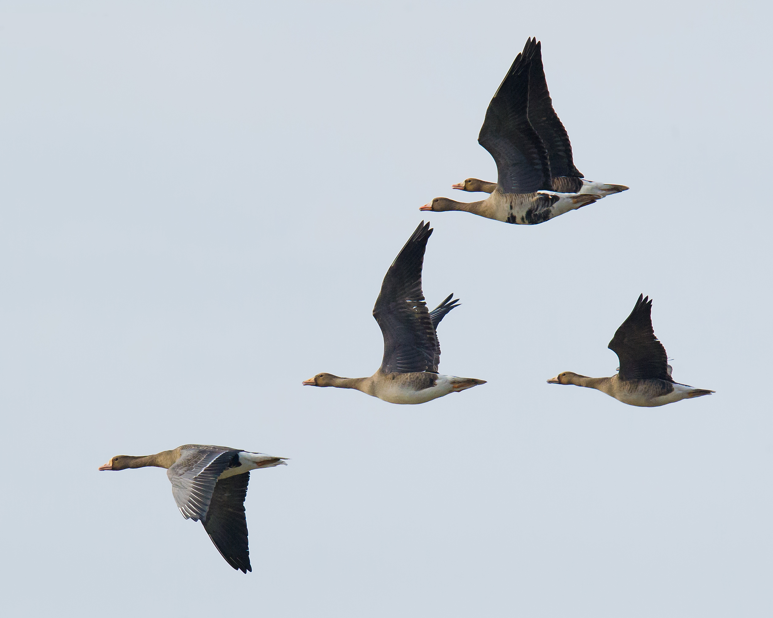 Greater White-fronted Goose