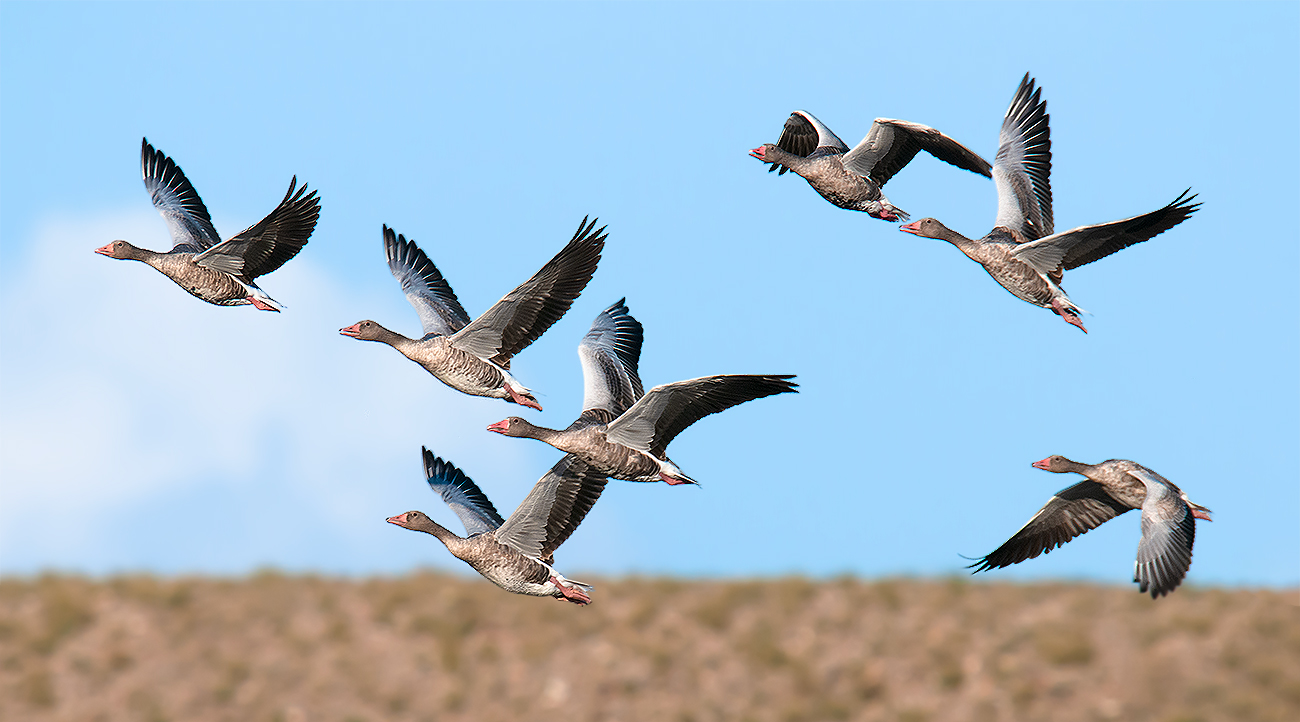 Greylag Goose