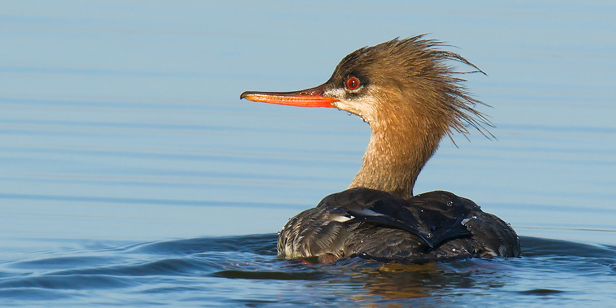 Red-breasted Merganser