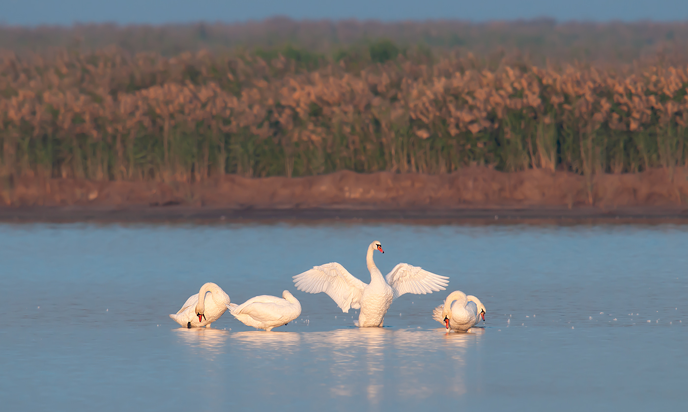 Mute Swan