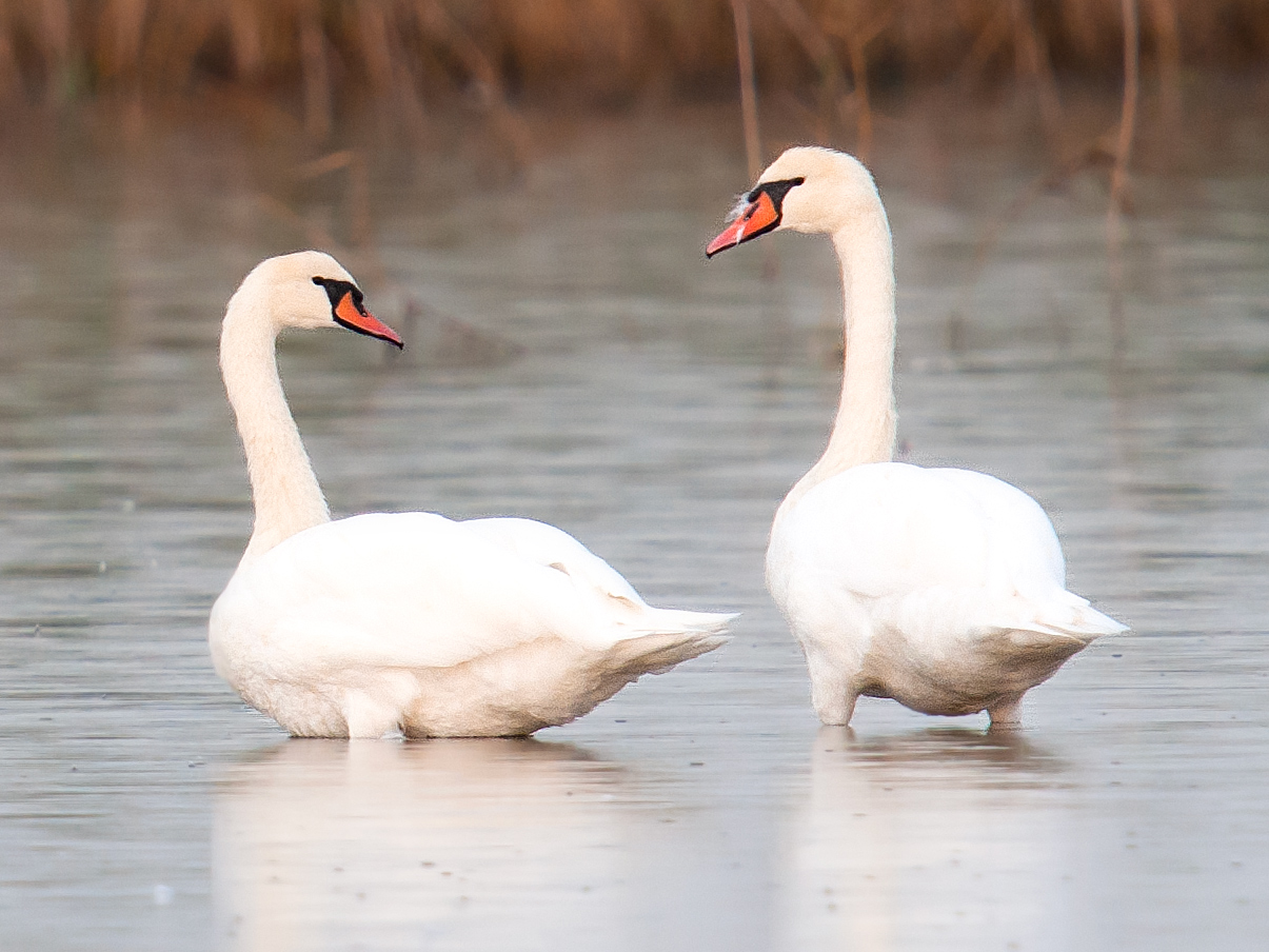 Mute Swan