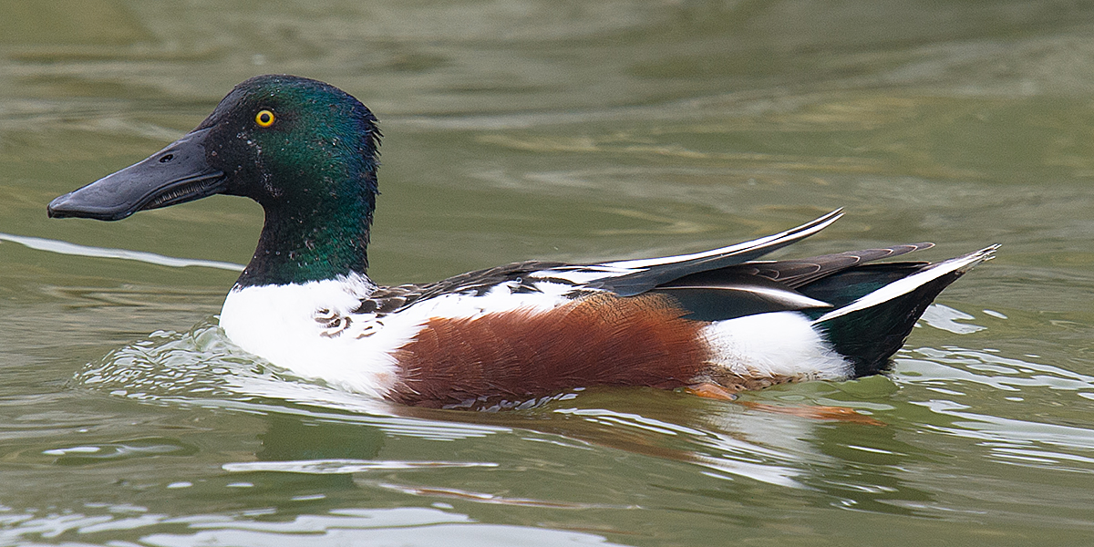 Northern Shoveler