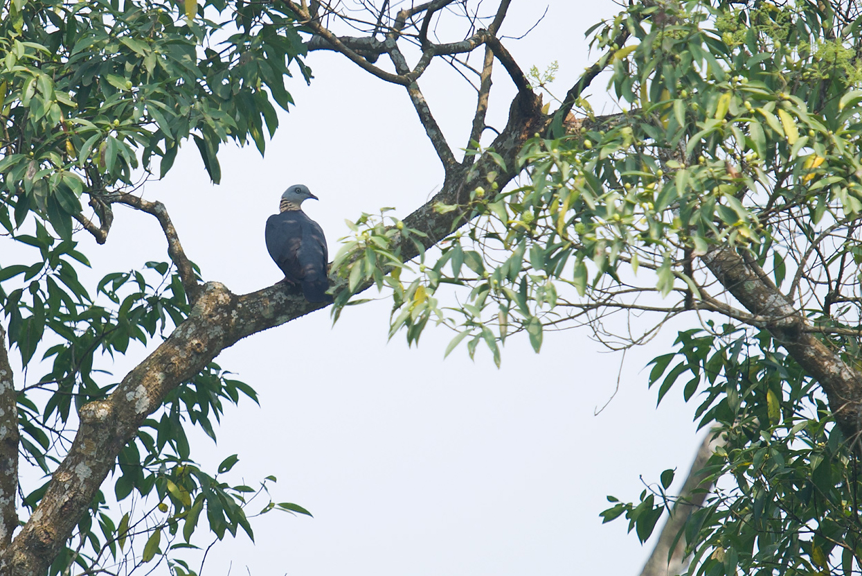 Ashy Wood Pigeon