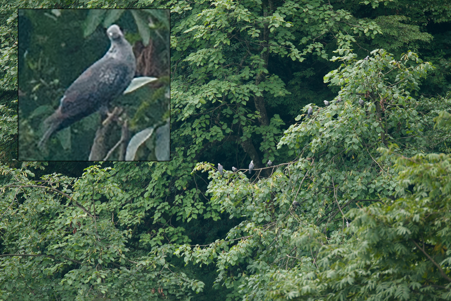 Speckled Wood Pigeon