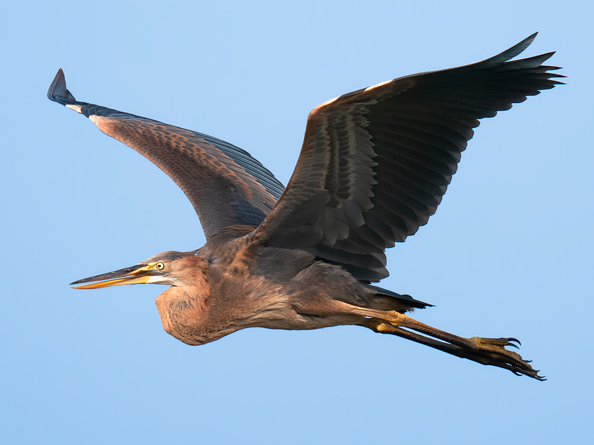 Purple Heron