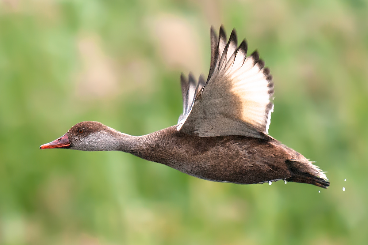 Red-crested Pochard