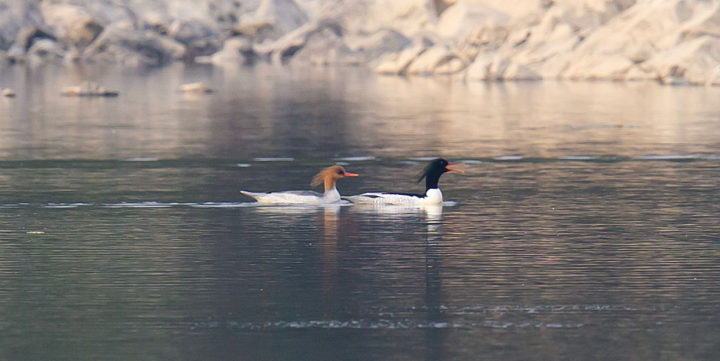 Scaly-sided Merganser