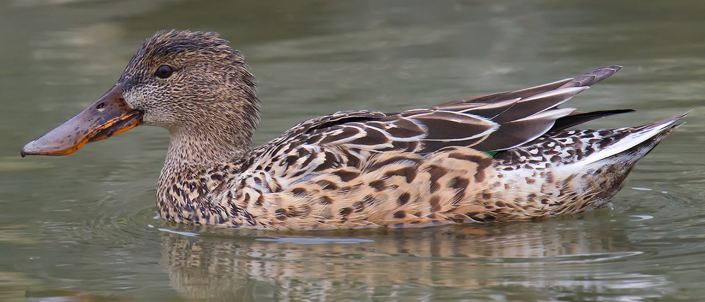 Northern Shoveler