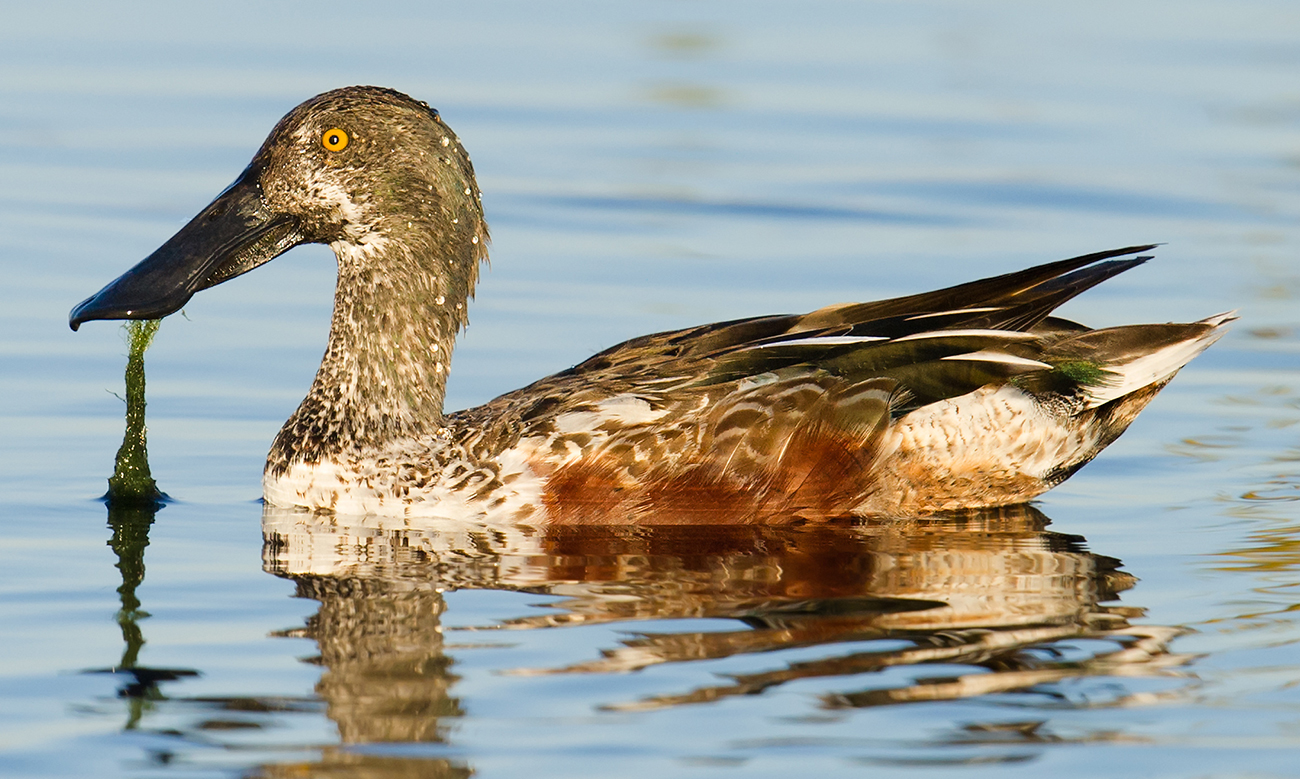 Northern Shoveler