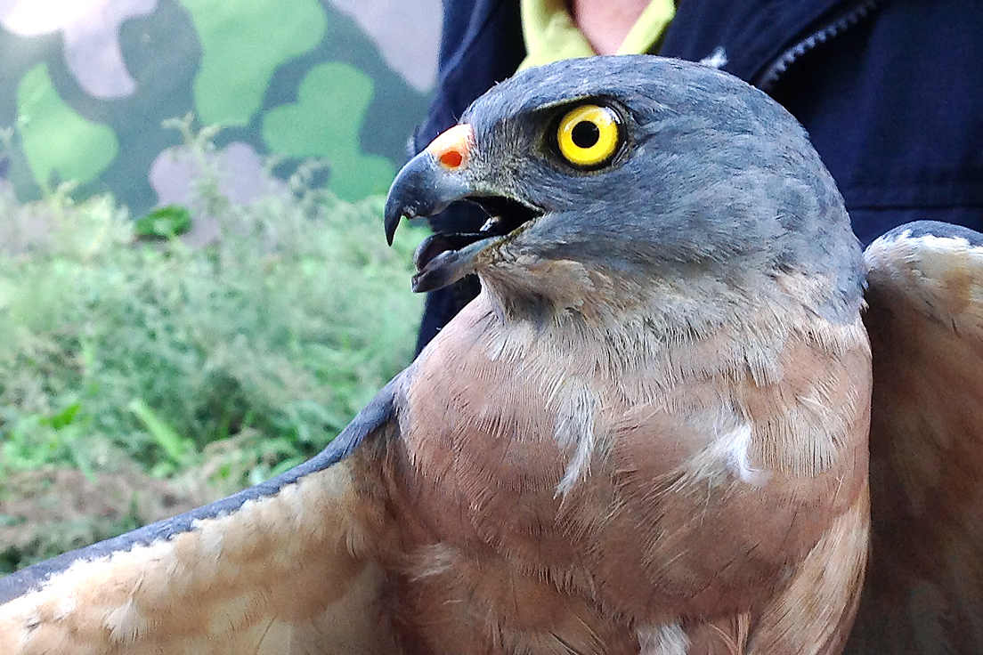 Chinese Sparrowhawk