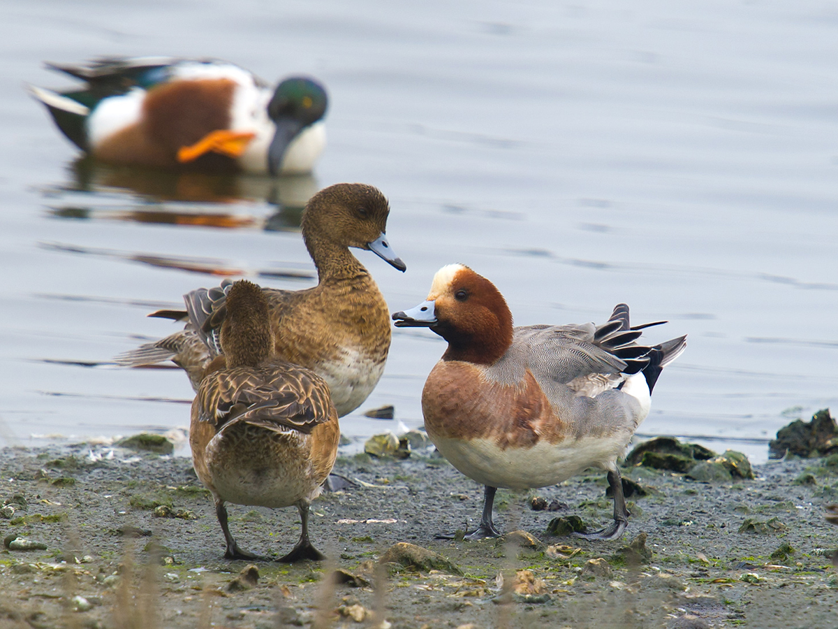 Eurasian Wigeon