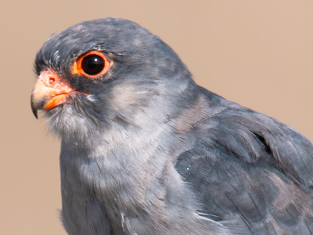 Amur Falcon