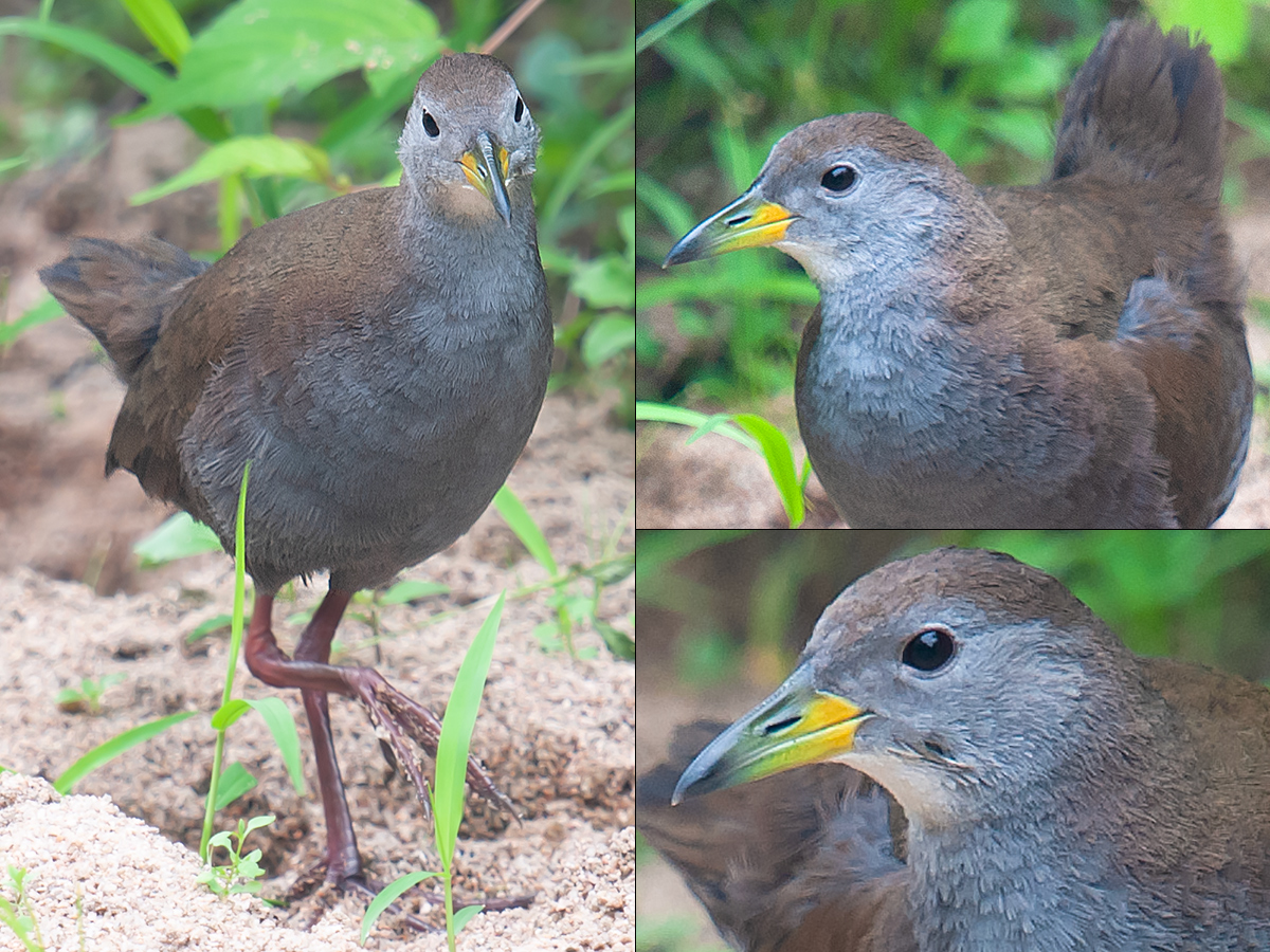 Brown Crake