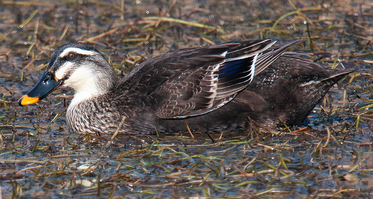 Eastern Spot-billed Duck