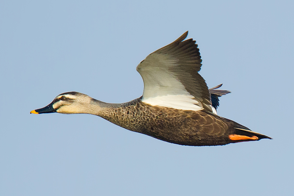 Eastern Spot-billed Duck