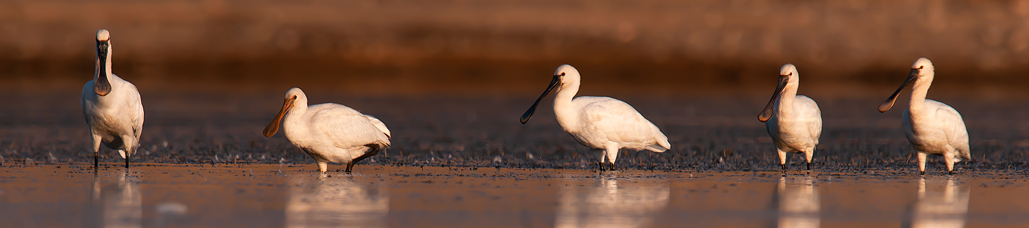 Eurasian Spoonbill